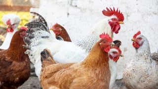Pollo y huevos 3 2 20
