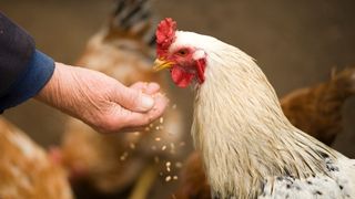 Pollo y huevos 2 3 17