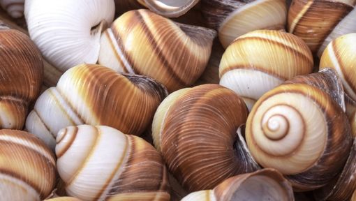 caracoles pitius (510 × 288 px) caracoles pitius 510 × 288