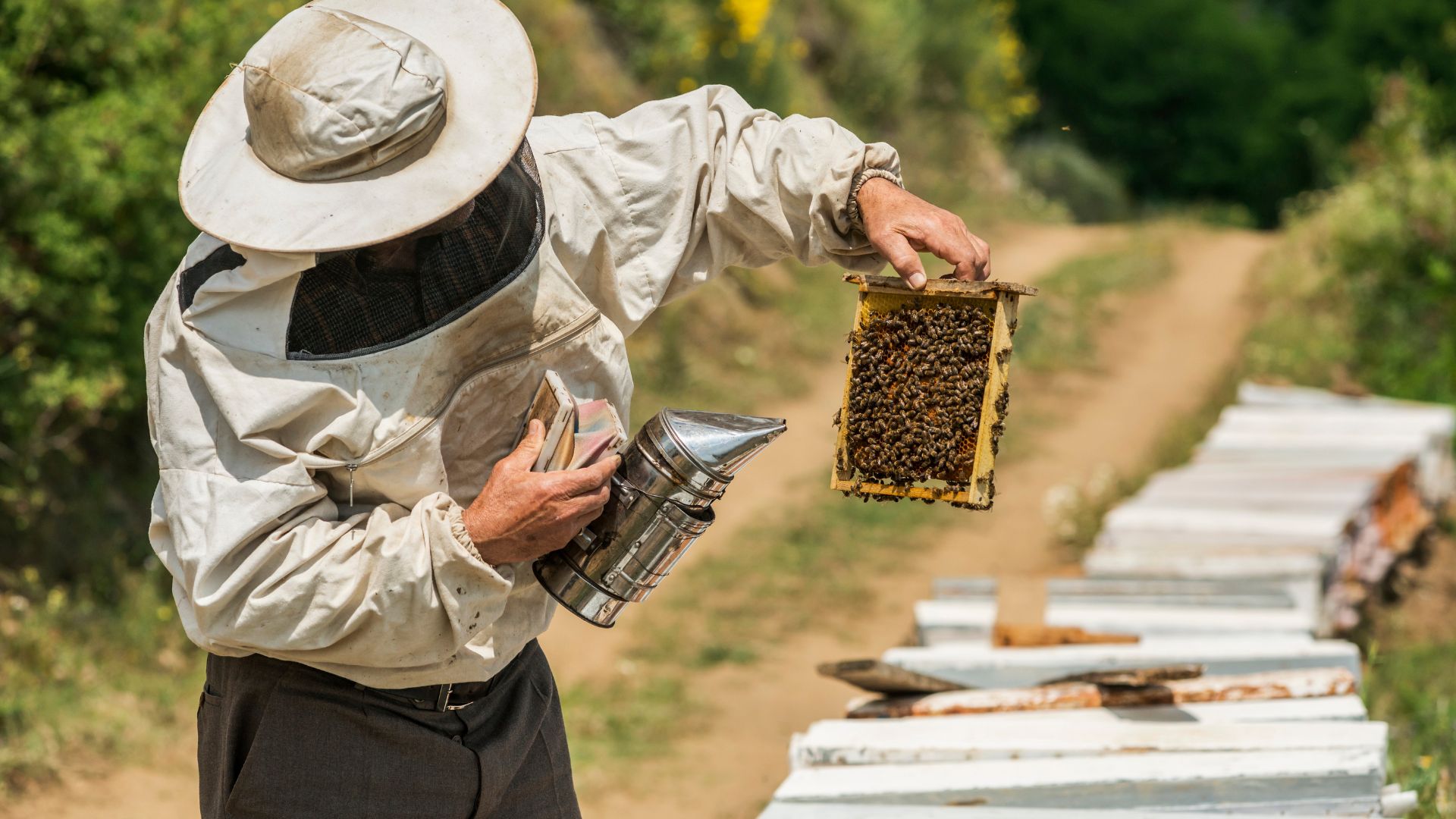 Visita el centro de divulgación de la abeja ibicenca.