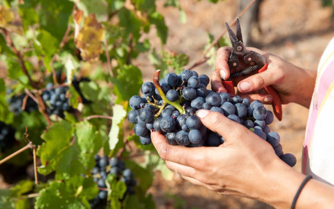 Descubre la fascinante experiencia del enoturismo en Ibiza: Sumérgete en los vinos de la isla
