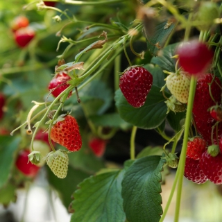 Strawberry Queen Ibiza