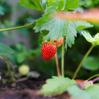 Fresas ecológicas de Els Corondà d´en Cellerás