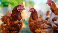 Carn& Coop vende pollo payés de Ibiza en el Mercat Nou