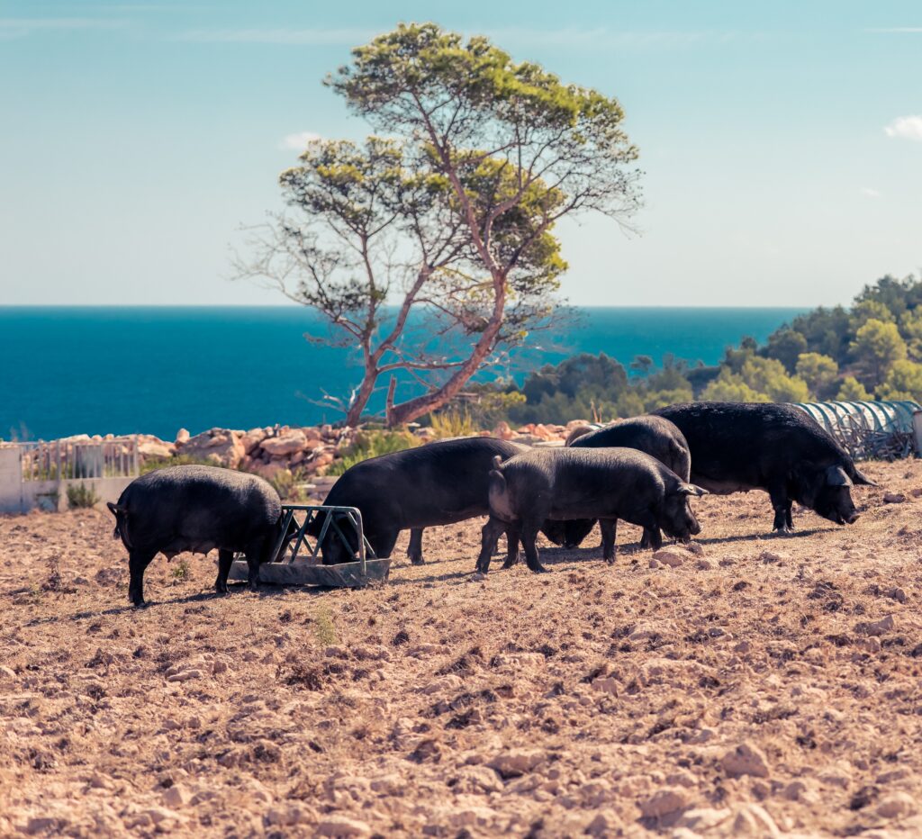 Porc negre d'Eivissa Can Pere Marí