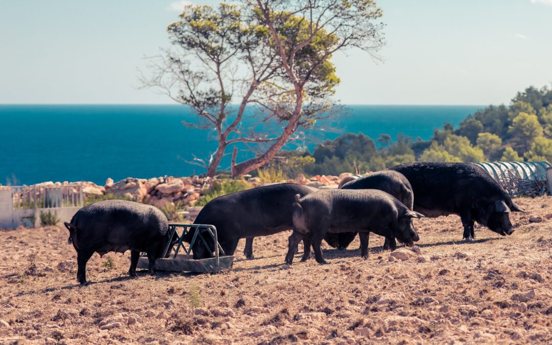 Visita de prensa a la granja de porc negre d’Eivissa en Can Pere Marí