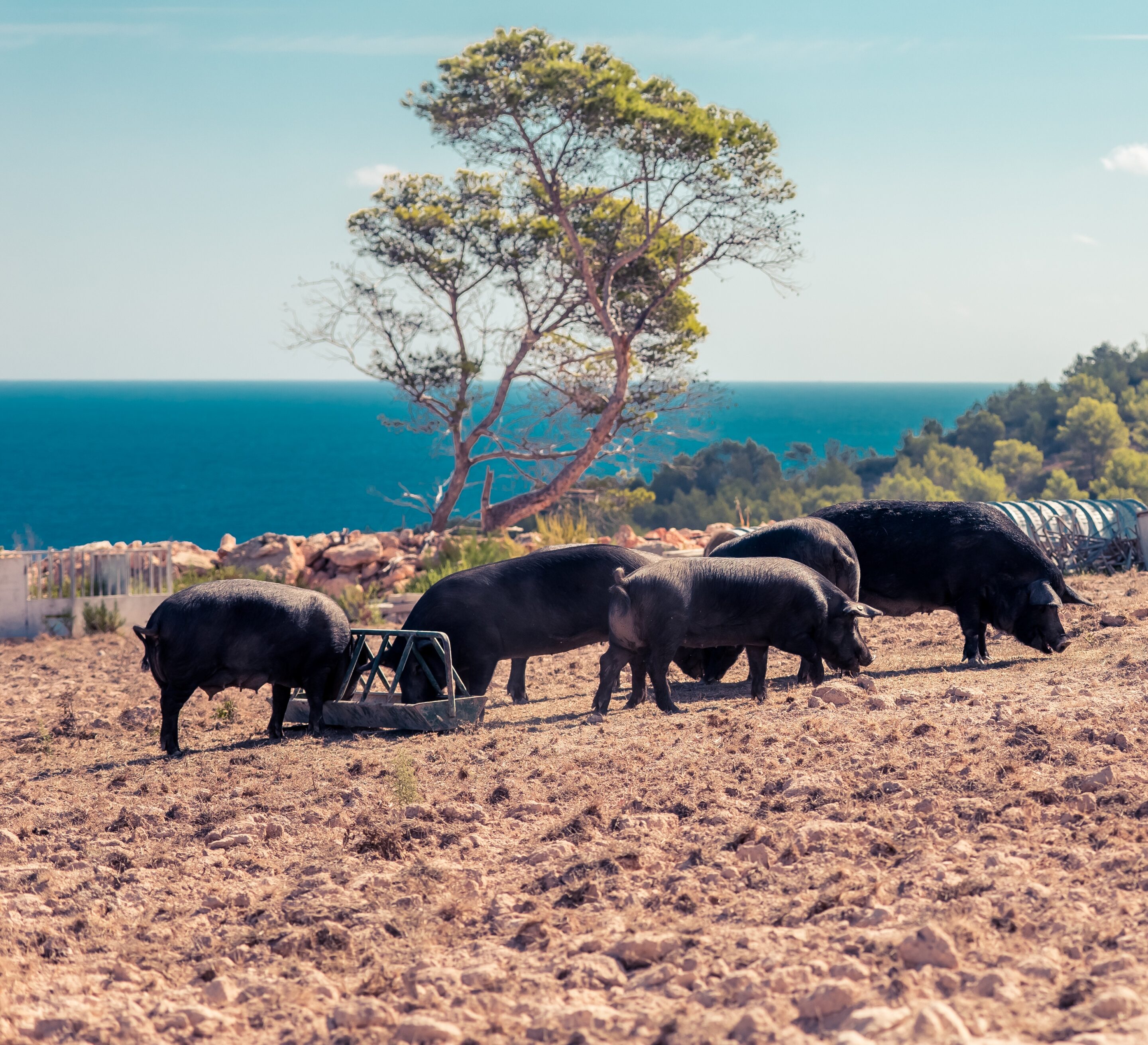 Porc negre d'Eivissa Can Pere Marí