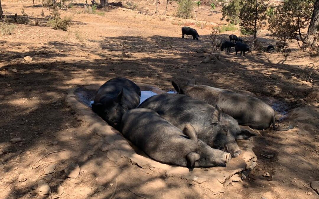 Los animales también sufren las altas temperaturas de este verano: entrevistamos a Neus Costa, veterinaria
