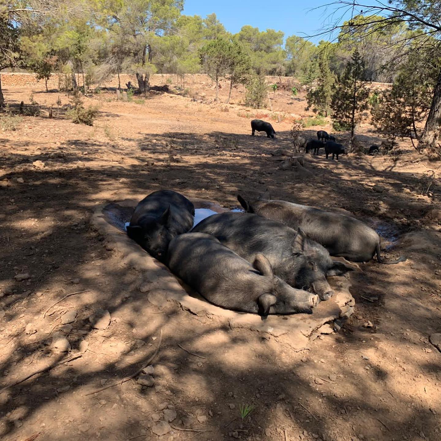 porc negre