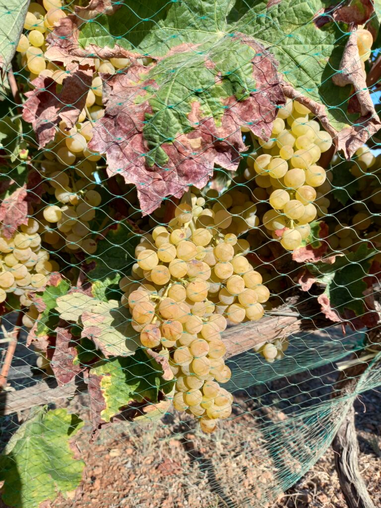uva 2026 blanca Ibiza